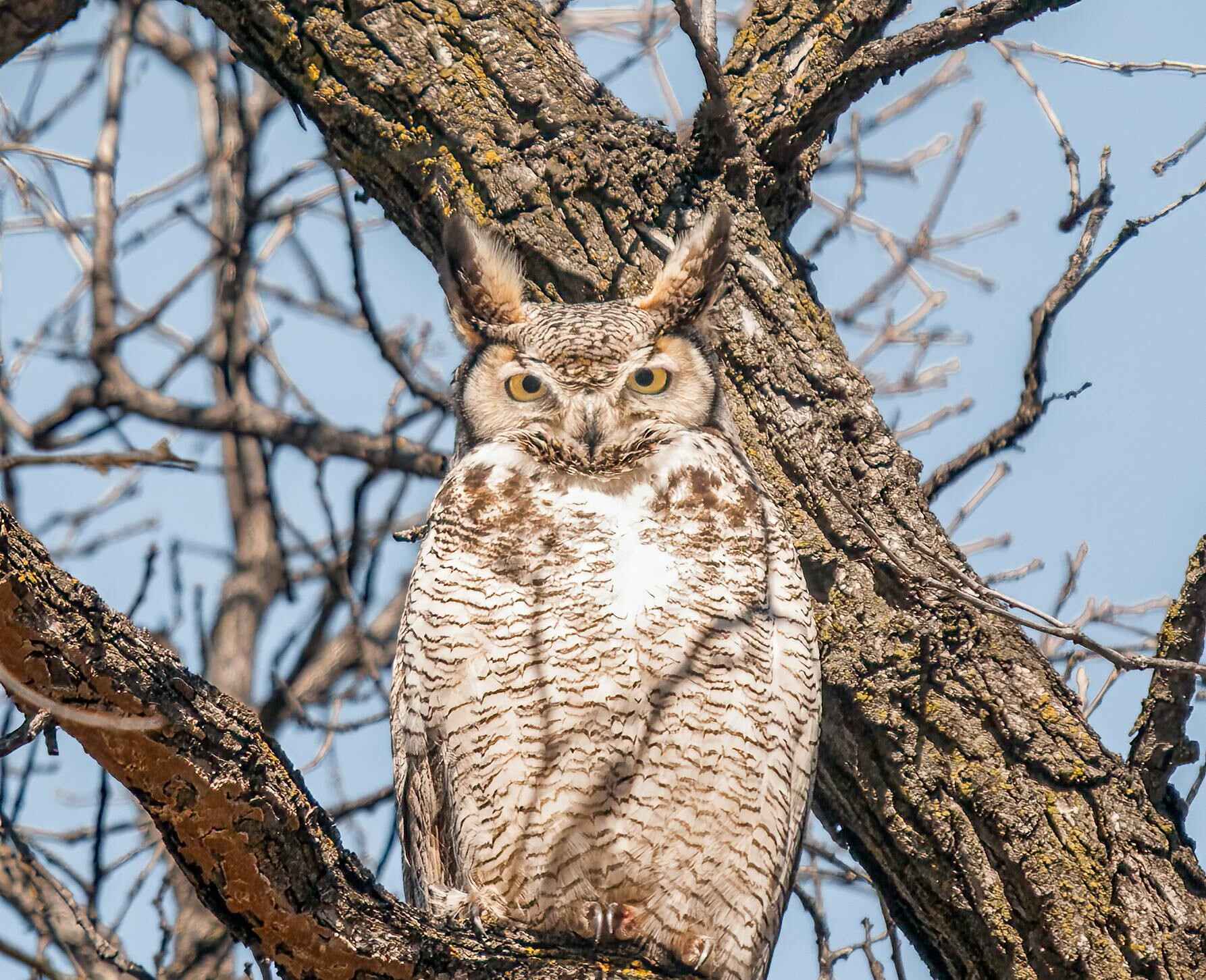 Great Horned Owl