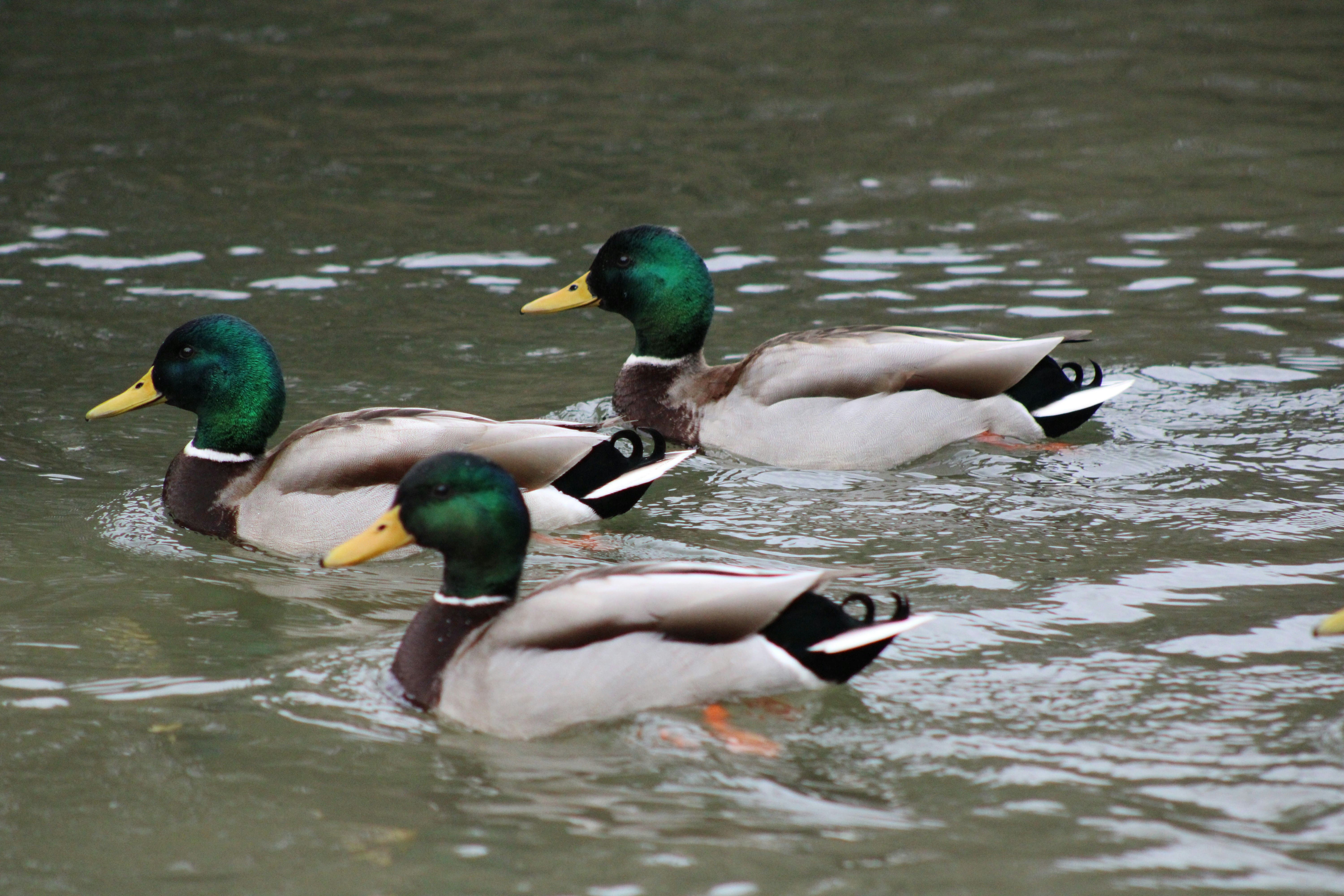 Mallard Ducks